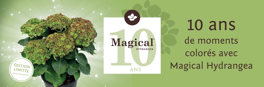 Les hydrangeas Magical fêtent leur 10 ans.